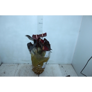ANTHURIUM DELICATA P17