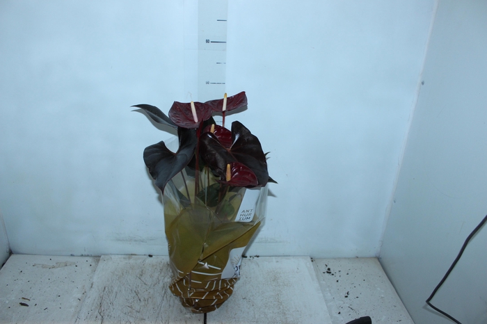 <h4>ANTHURIUM DELICATA P17</h4>