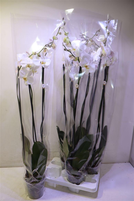 <h4>Phal Ov Wit</h4>