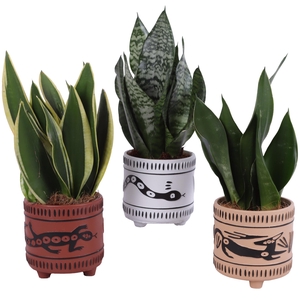 Sansevieria mix Ø12cm in Ø14cm Ceramic EV664