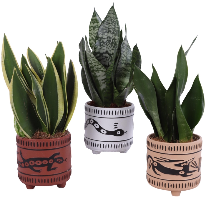 <h4>Sansevieria mix Ø12cm in Ø14cm Ceramic EV664</h4>