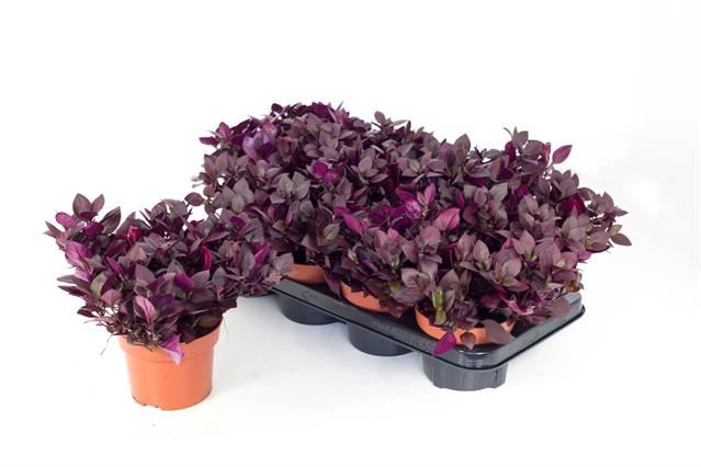 <h4>Alternanthera Purple Knight</h4>