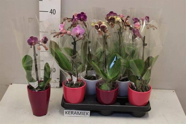 <h4>ARR PHAL 1 TAK</h4>