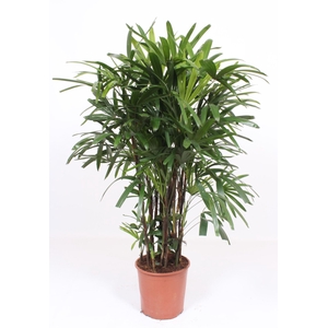 Rhapis excelsa