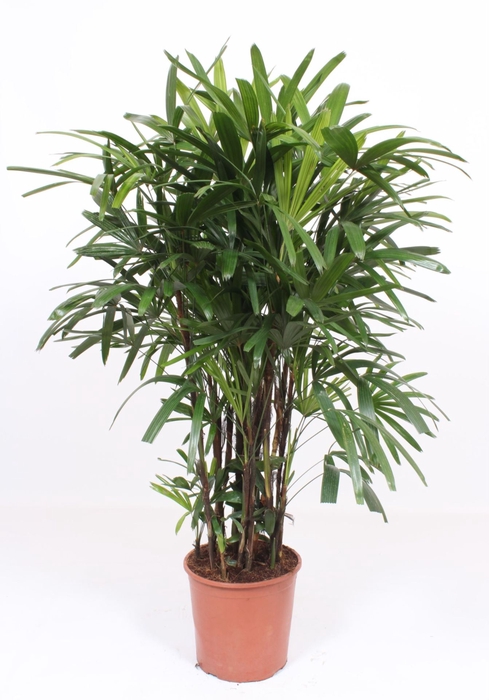 <h4>Rhapis excelsa</h4>