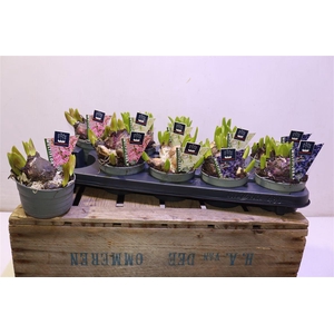 arr8 Hyacin Mult Gem 3 Kl