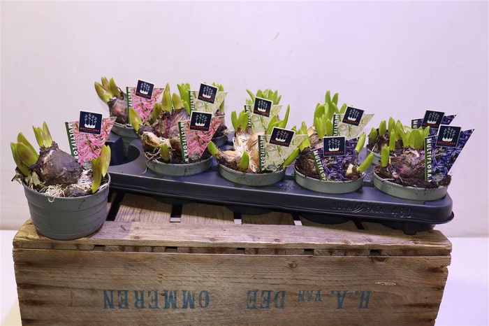 arr8 Hyacin Mult Gem 3 Kl