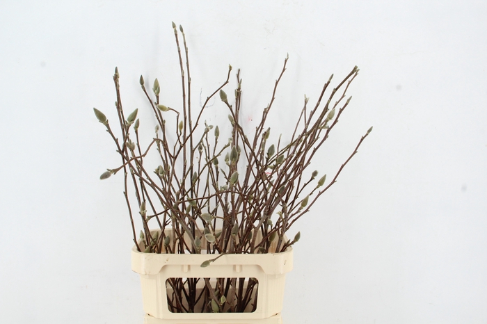 <h4>MAGNOLIA PER STEM 100CM</h4>