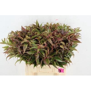 Leucothoe walteri 'Rainbow'