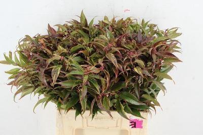 <h4>Leucothoe walteri 'Rainbow'</h4>