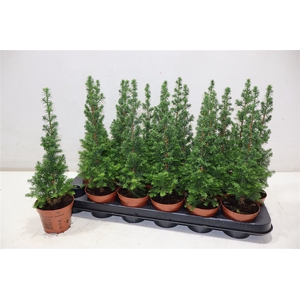 arr8 Cham Th Top Point