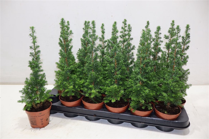 <h4>arr8 Cham Th Top Point</h4>