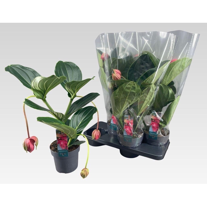 <h4>MEDIN MAG FLAMENCO</h4>