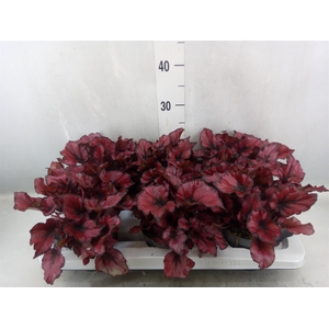 Begonia BD 'Kohala Red'