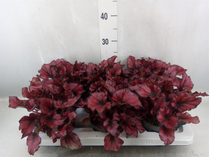 Begonia BD 'Kohala Red'