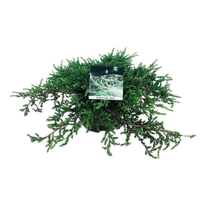 Juniperus comm. 'Ristol'