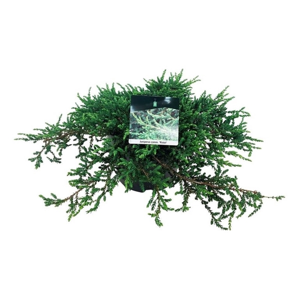 <h4>Juniperus comm. 'Ristol'</h4>