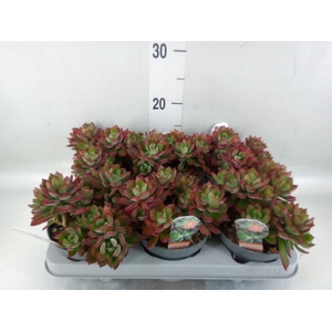 Echeveria pulvinata 'Devotion'