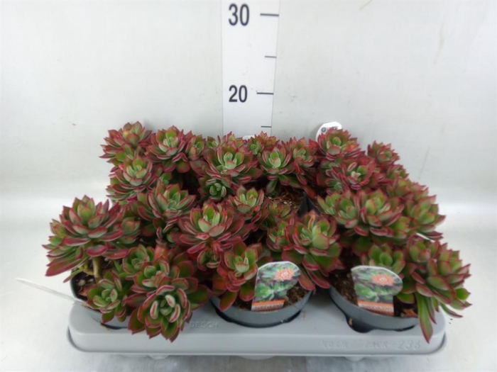 <h4>Echeveria pulvinata 'Devotion'</h4>