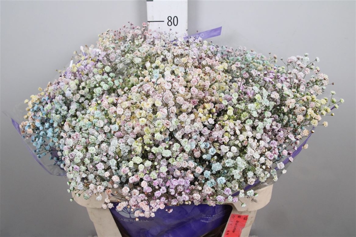 <h4>Gyps Rainbow Pastel Mixed In Stem</h4>