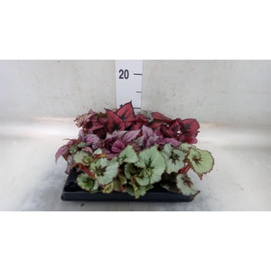 Begonia BD rex   ...mix