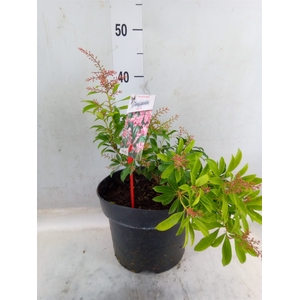 Pieris japonica 'Valley Rose'