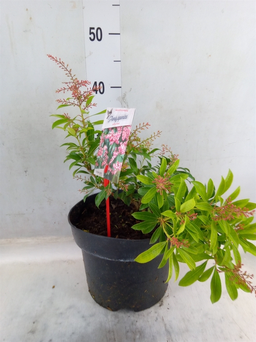 <h4>Pieris japonica 'Valley Rose'</h4>