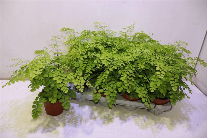 <h4>Adian Rad Fragrans</h4>