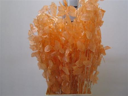Deco Lunaria Zalm