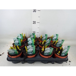 Puschkinia scilloides