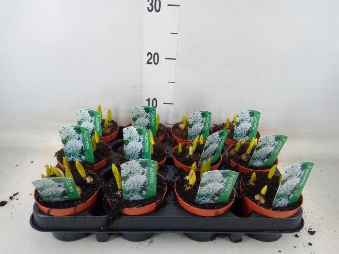 <h4>Puschkinia scilloides</h4>