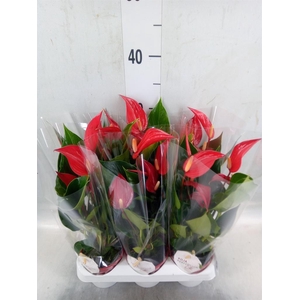 Anthurium  'Banderola Roja'