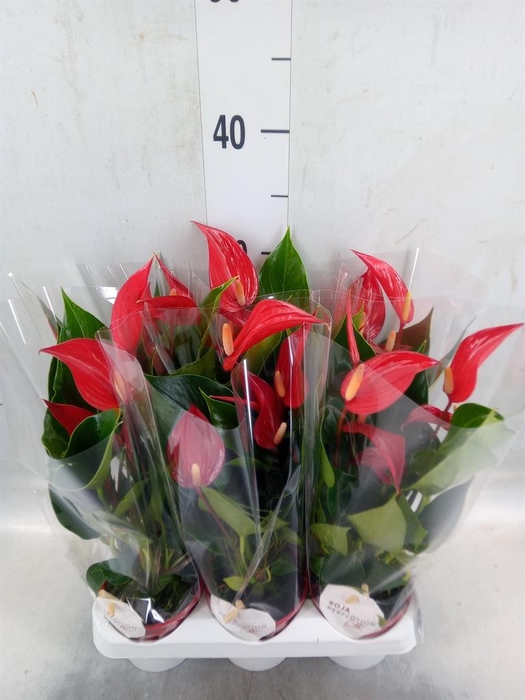 <h4>Anthurium  'Banderola Roja'</h4>