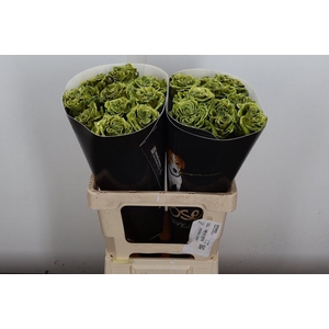 Wax-Rozen Wax Exclusief Olijfgroen