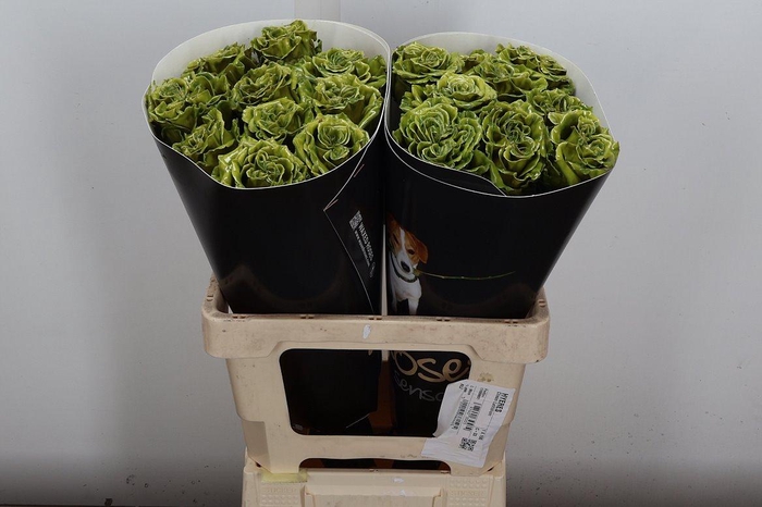 <h4>Wax-Rozen Wax Exclusief Olijfgroen</h4>