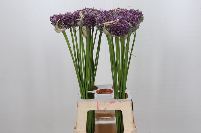 <h4>Allium Misses Bouquet</h4>
