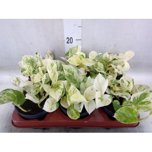 Epipremnum pinn. 'Happy Leaf'