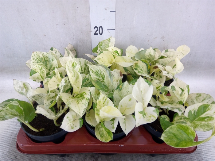 <h4>Epipremnum pinn. 'Happy Leaf'</h4>