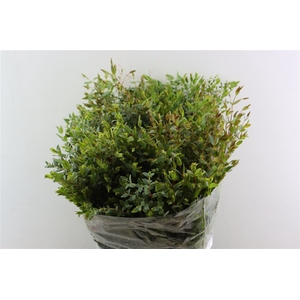 Euca Parvifolia 400gr P Bunch