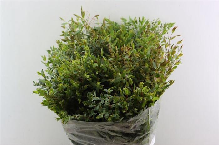 <h4>Euca Parvifolia 400gr P Bunch</h4>