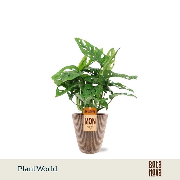 <h4>Monstera 'Monkey Leaf' in Polystone pot</h4>