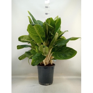 Dieffenbachia