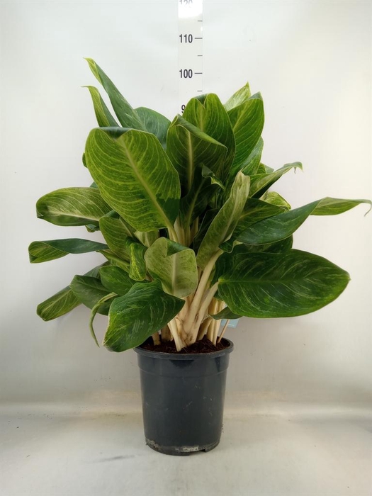 <h4>Dieffenbachia</h4>