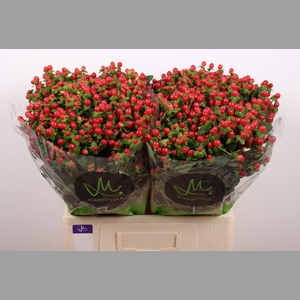 HYP TOMATO FLAIR