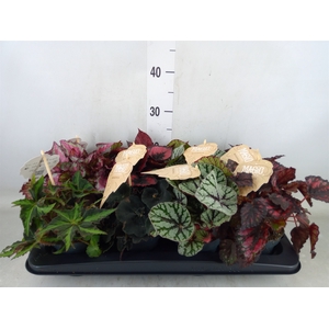 Begonia BD rex   ...mix
