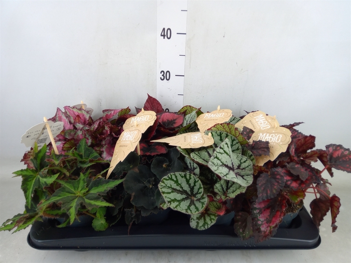 <h4>Begonia BD rex   ...mix</h4>