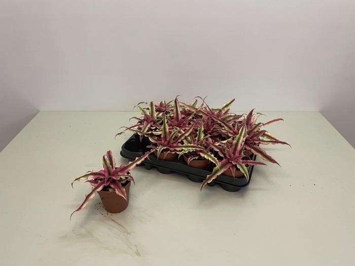 <h4>CRYPTAN RUBIN STAR</h4>