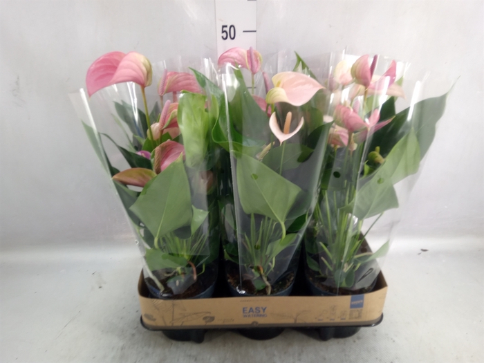 <h4>Anthurium  'Joli Duo'  ..mix in pot</h4>