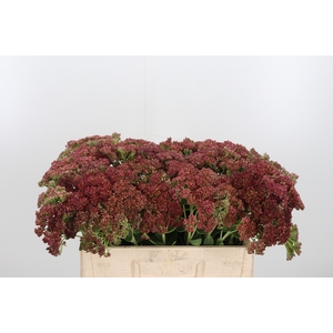Sedum Spectabile