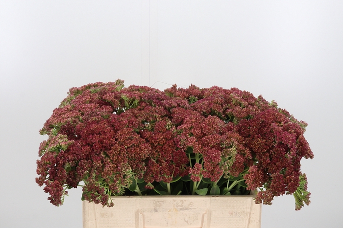 <h4>Sedum Spectabile</h4>